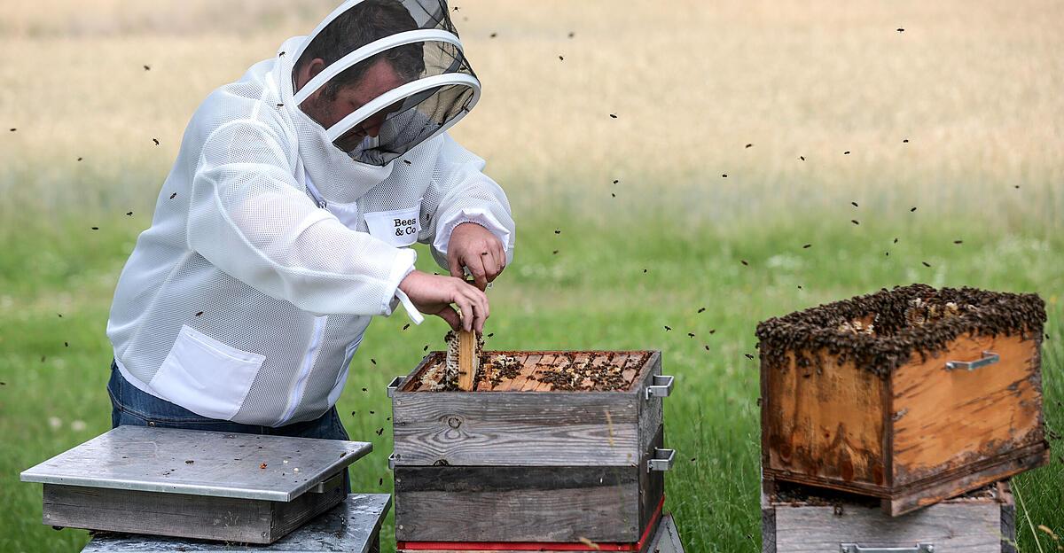 Adulterated Honey: German Beekeepers Sound The Alarm