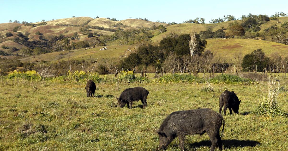 California's Wild Pigs: A Blue Mystery