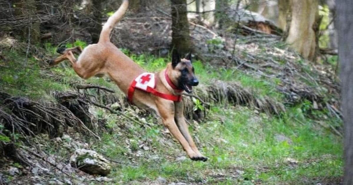 Missing Cyclist: Beagle & Trailer In Tulln Field