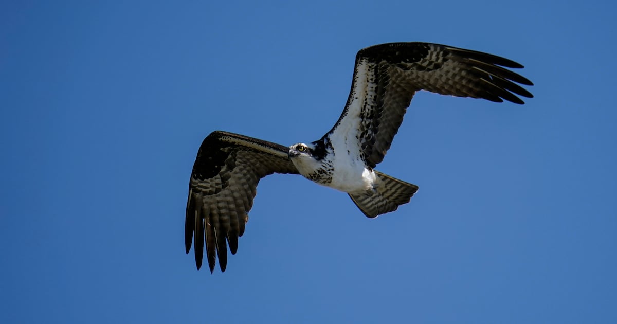 Osprey Causes Major Power Outage In PEI