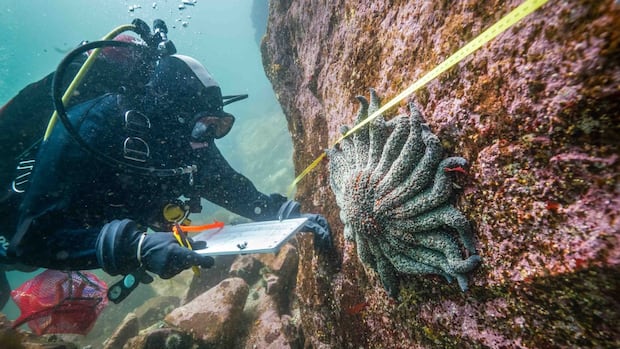 Sea Star Killer Found After 10 Years