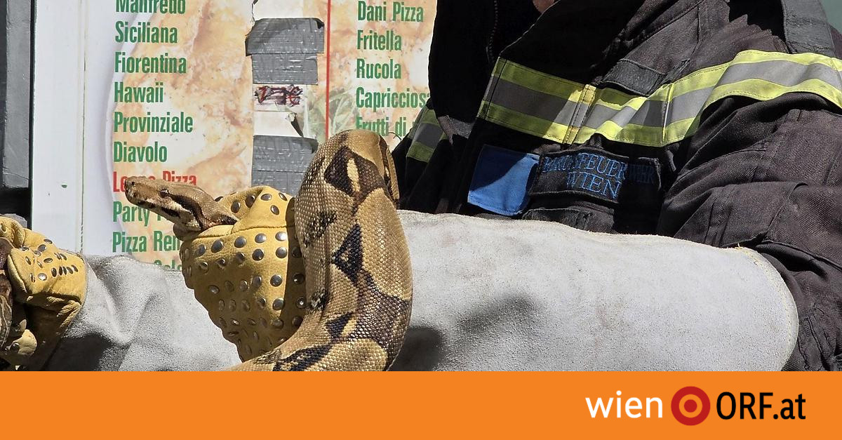 Snake Found In Car Engine Compartment