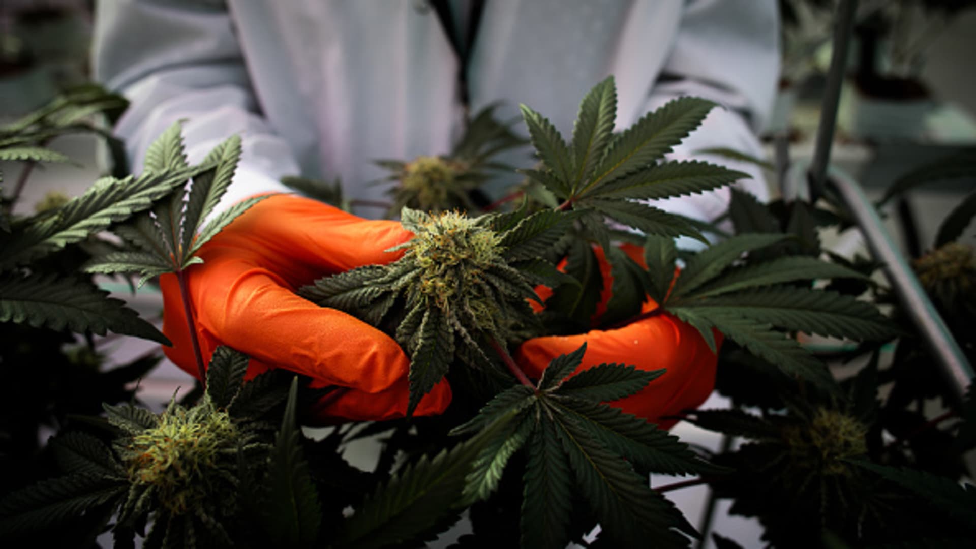 Trump Weighs Cannabis Reclassification: Stocks Surge
