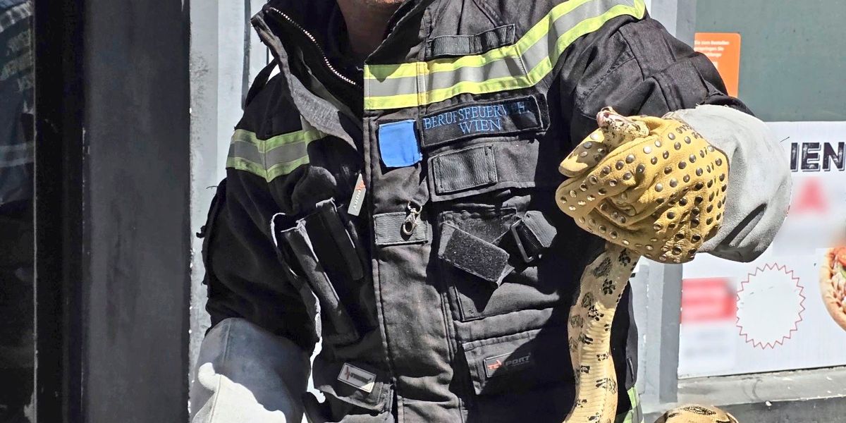 Vienna Car's Engine: A Snake's Surprise
